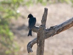 Western_Corridor2009-9